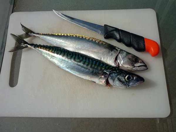 Makrelen filetieren Anleitung | Echolot Fischfinder Test