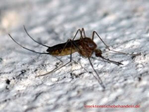 Mücken Skandinavien: Tipps Echolote-24.de